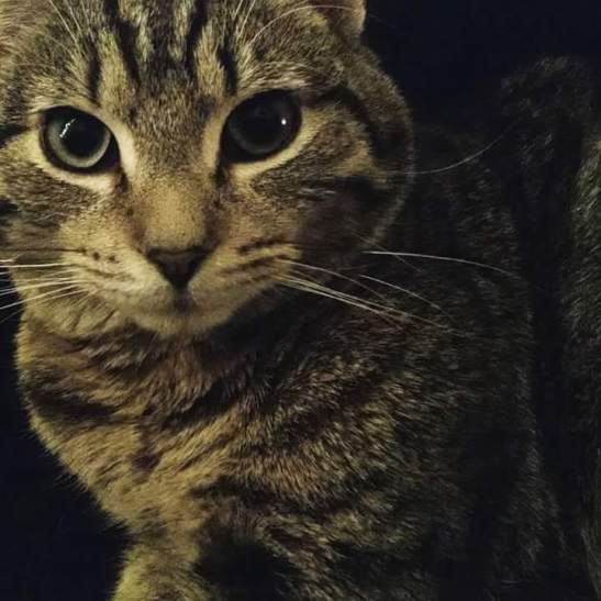 FB_IMG_1460330009161-2