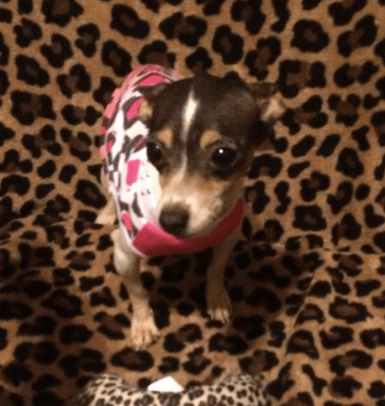 Screen Shot 2016-06-13 at 6.01.02 AM