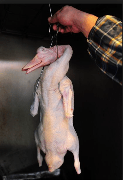 screen-shot-2016-10-18-at-5-47-56-am