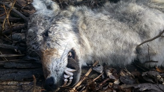 img_20170224_080916313_hdr