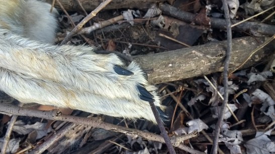 img_20170224_080931578_hdr